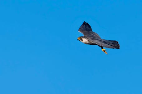 Peregrine Falcon (Falco perigrinus)