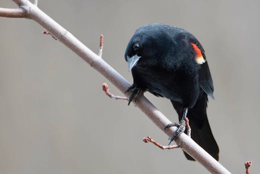 Parc Angrignon - 2017-04-09