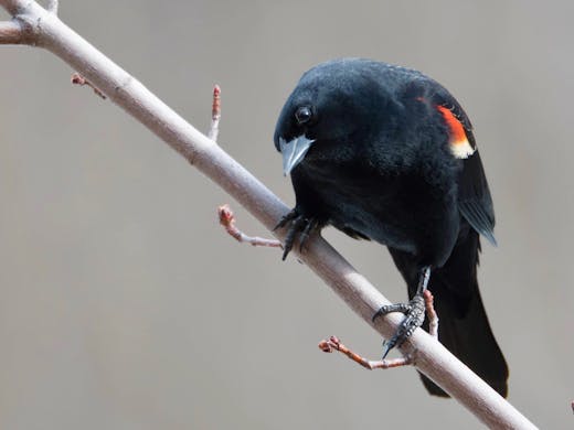 Red-winged Blackbird - Parc Angrignon - 2017-04-09