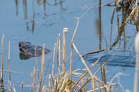 Parc des Rapides - Common Snapping Turtle (Chelydra serpentina)