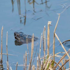 Common Snapping Turtle (Chelydra serpentina) - Parc des Rapides - 2017-04-15