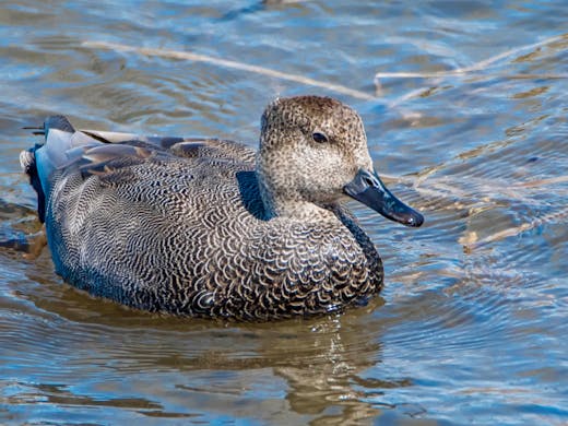 Gadwall - Parc des Rapides - 2017-04-29