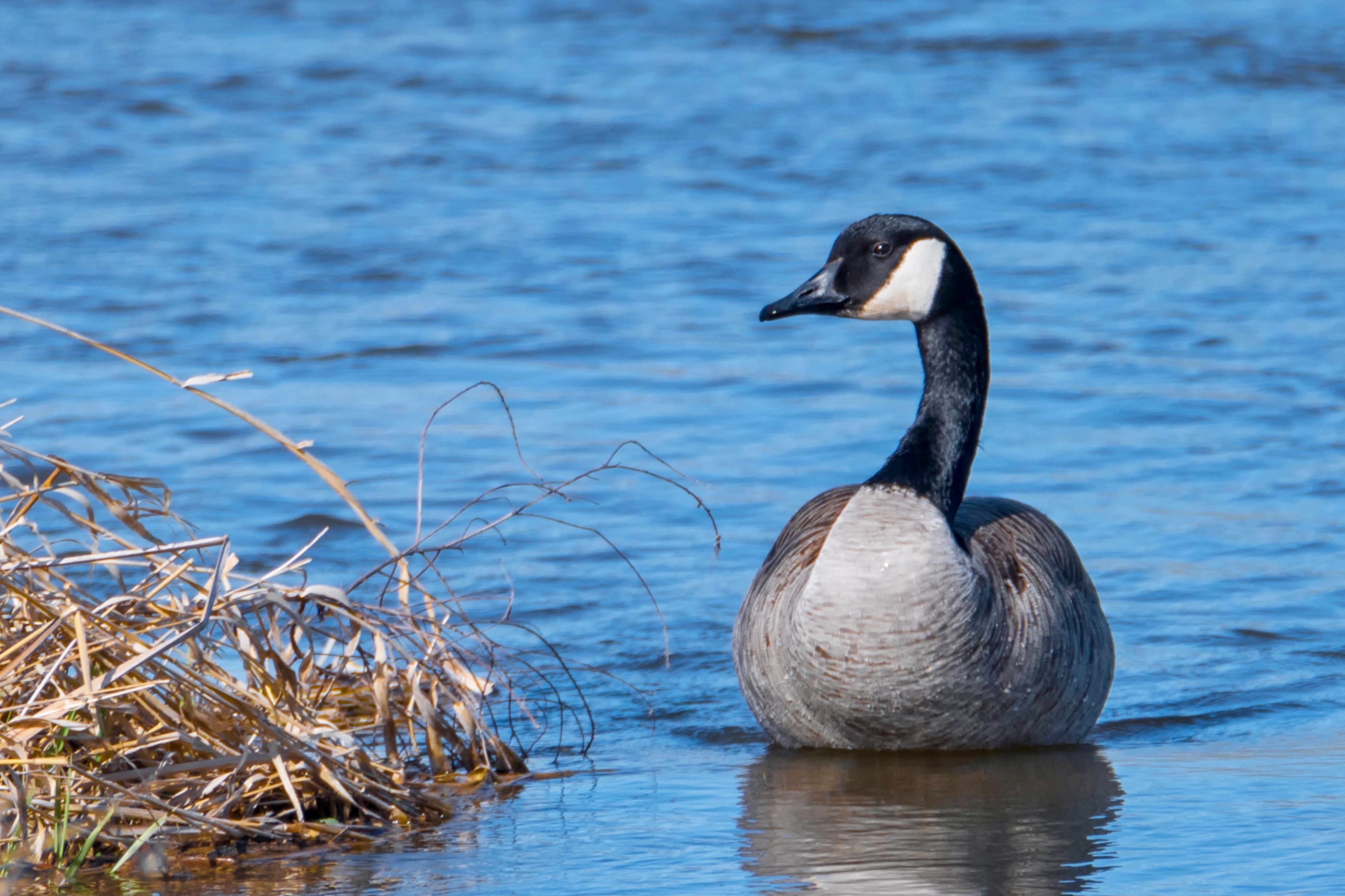 Canada goose 2024 branta canadensis precio