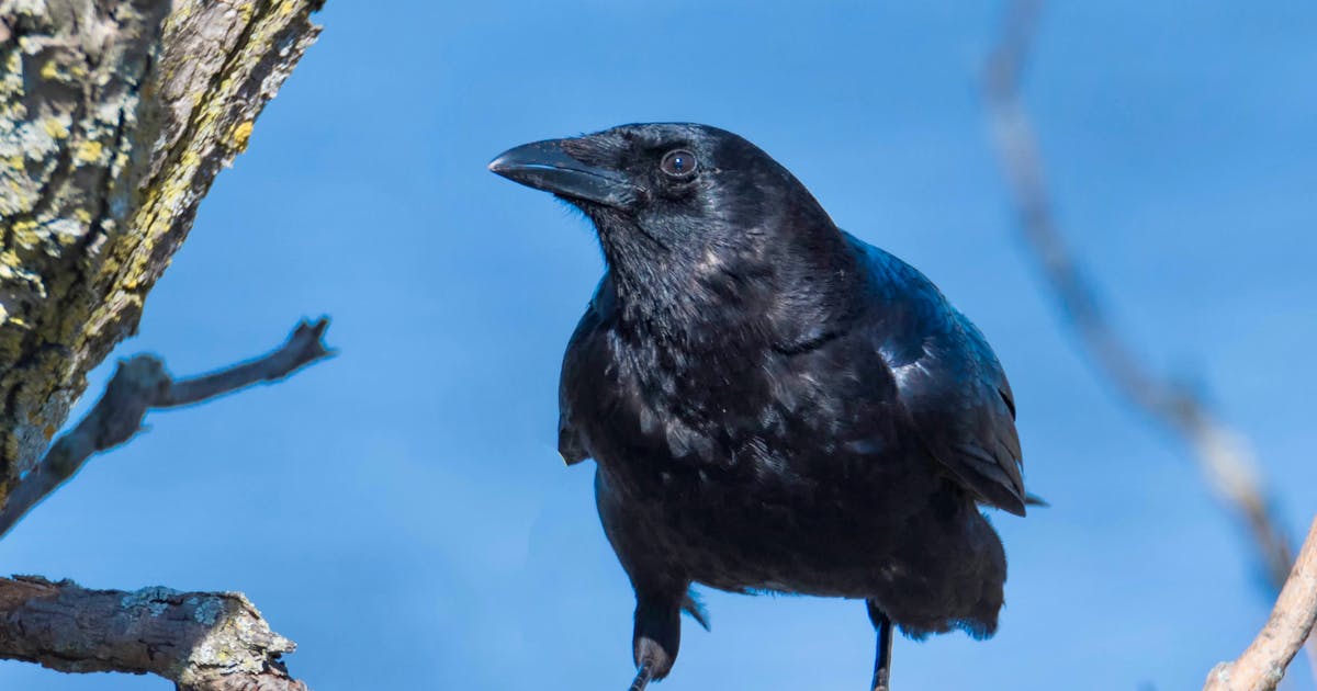 American Crow Corvus brachyrhynchos 