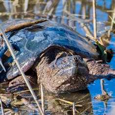 Common Snapping Turtle (Chelydra serpentina) - Parc des Rapides - 2017-04-29