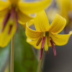 Yellow Trout-Lily (Erythronium americanum)