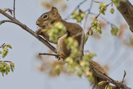 American Red Squirrel (Tamiasciurus hudsonicus)