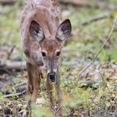 White-tailed Deer (Odocoileus virginianus) - Parc Nature Pointe aux Prairies - 2017-05-13