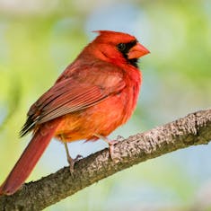 Cardinal rouge (Cardinalis cardinalis) - Jardin Botanique de Montréal - 2017-05-20