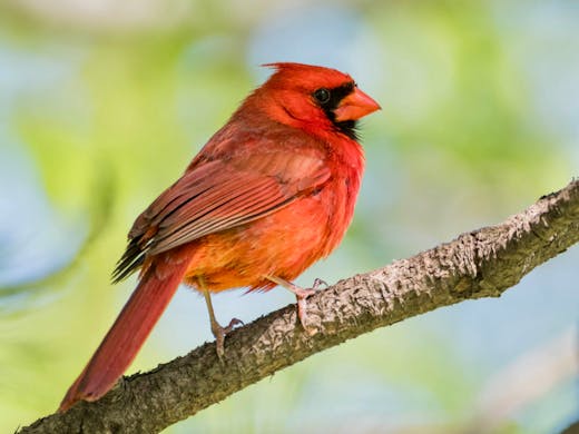 Cardinal rouge - Jardin Botanique de Montréal - 2017-05-20
