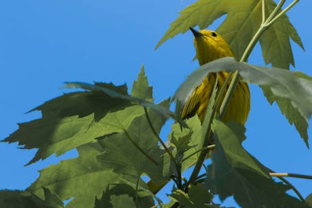 American Yellow Warbler (Setophaga petechia)