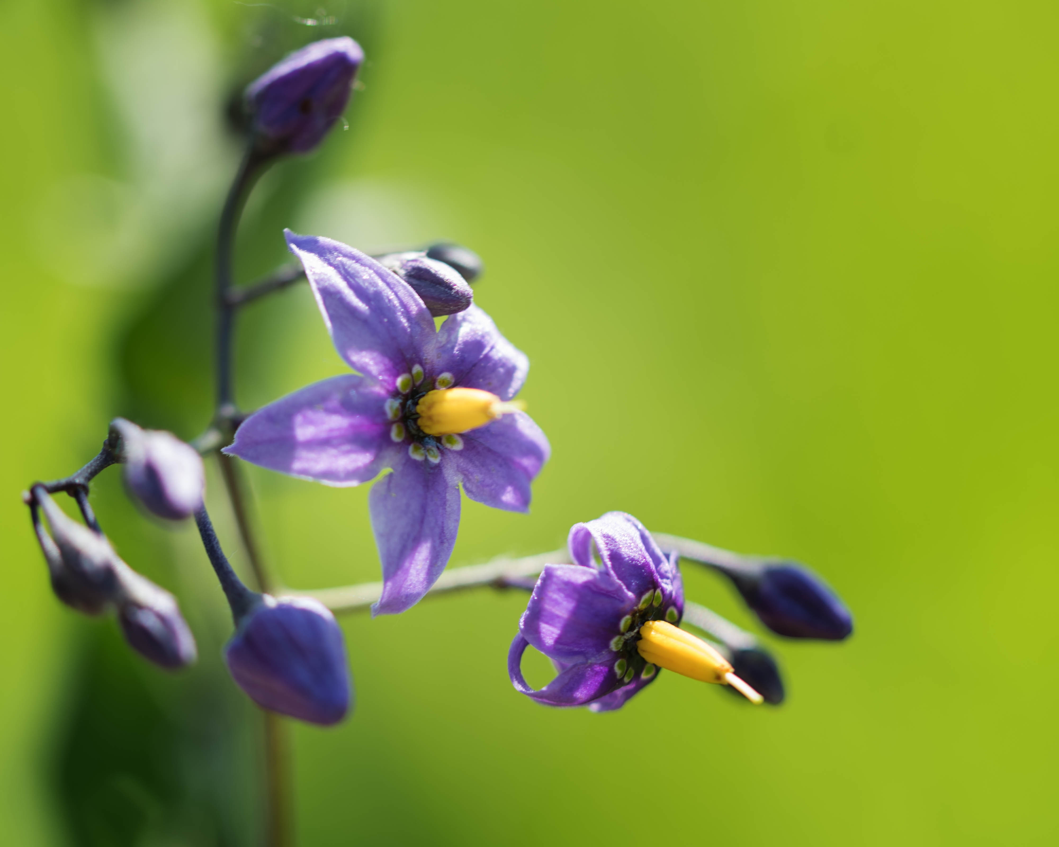 Parc de la Frayère - 2017-06-10
