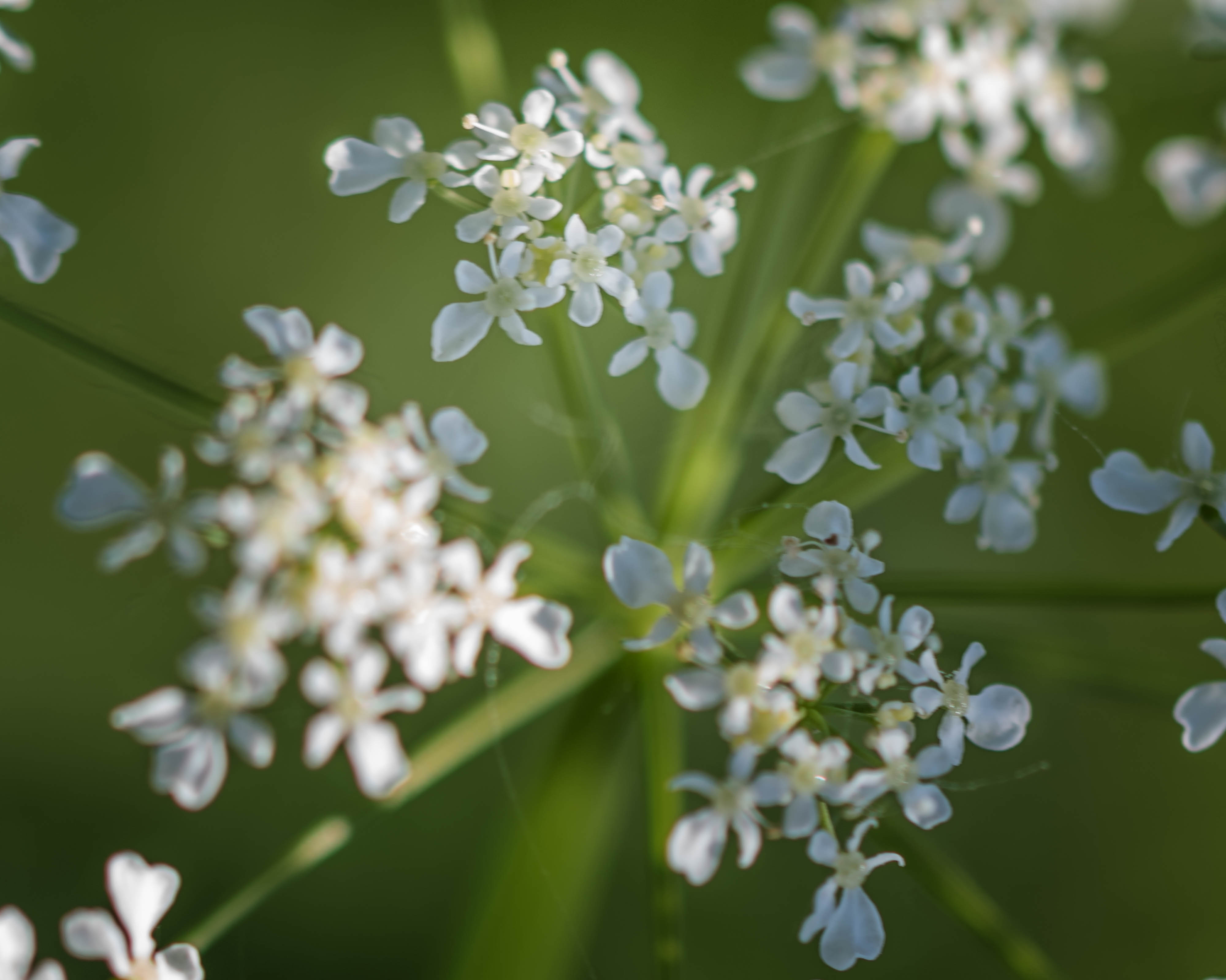Parc de la Frayère - 2017-06-10
