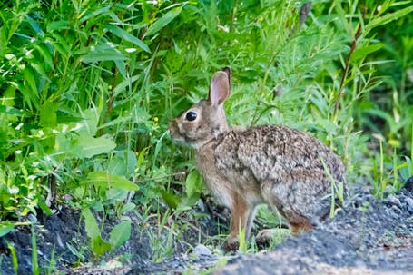 Eastern Cottontail Rabbit (Sylvilagus floridanus)