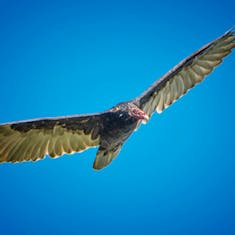 Turkey Vulture (Cathartes aura) - Bromont - 2017-07-23