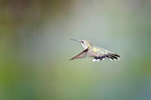 Bromont - 2017-07-23