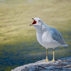 Ring-billed Gull (Larus delawarensis) - Moulin Légaré - 2017-09-02