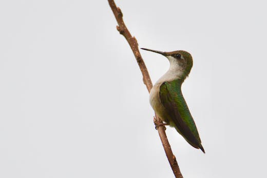 Parc des Rapides - 2017-09-16