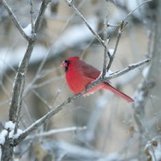 Cardinal rouge (Cardinalis cardinalis) - Parc Mont-Royal - 2017-12-17