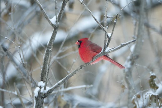 Parc Mont-Royal - 2017-12-17