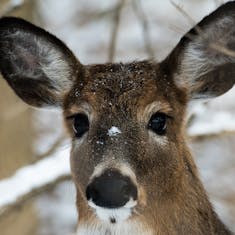 White-tailed Deer (Odocoileus virginianus) - Parc Nature Pointe aux Prairies - 2017-12-24