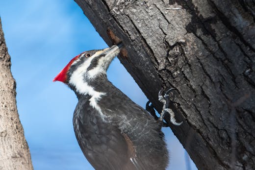 Parc Angrignon - 2018-02-26