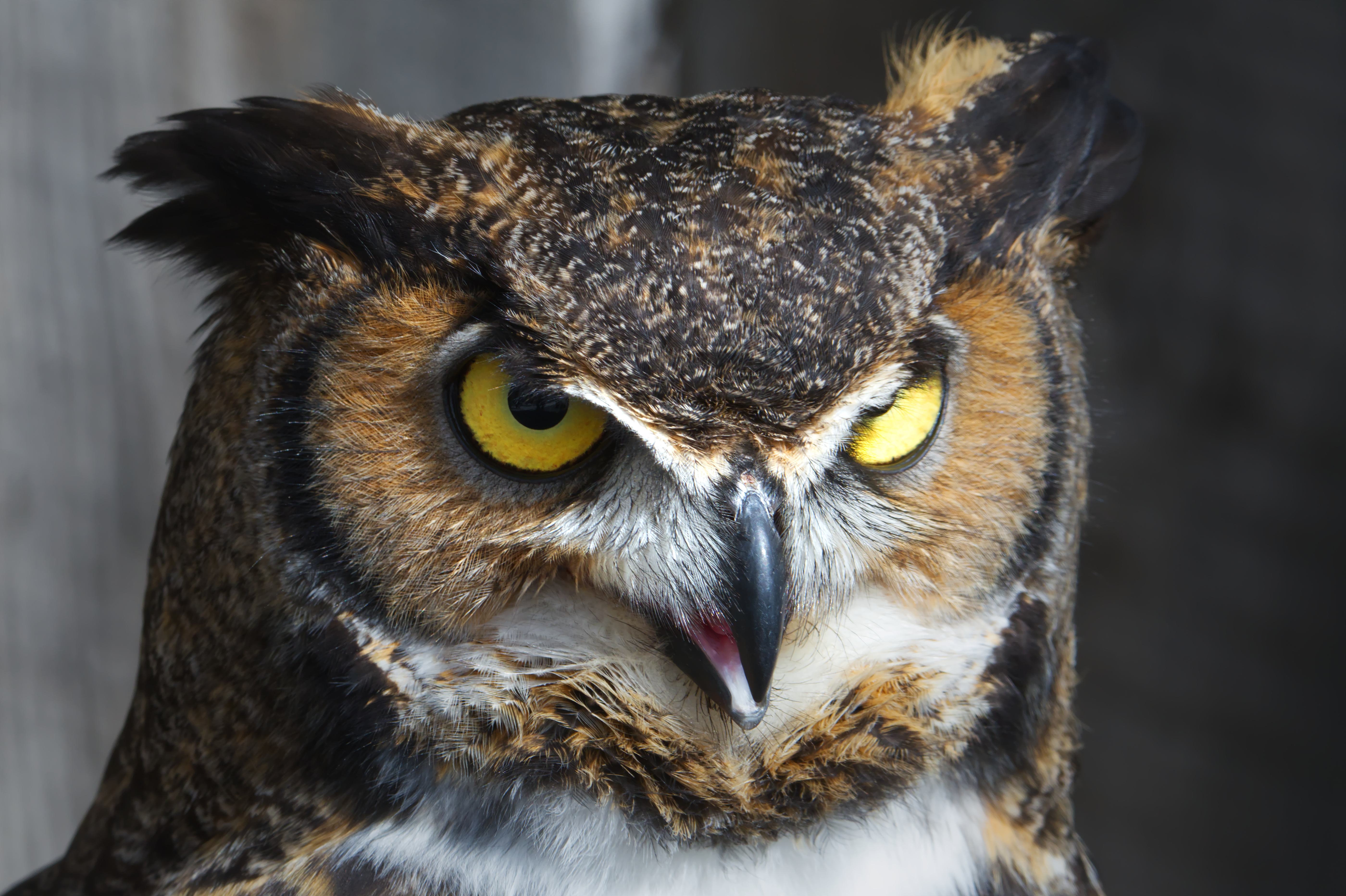 Great Horned Owl (Bubo virginianus) - Saint-Jude - 2018-03-04