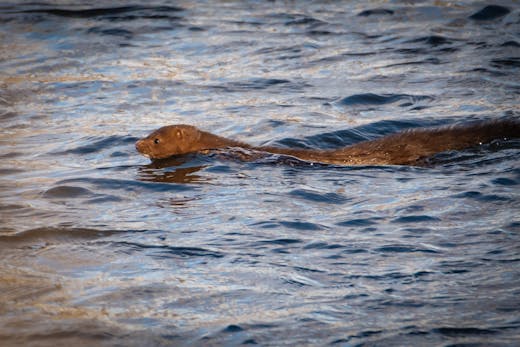 Parc des Rapides - 2018-03-31