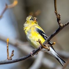 American Goldfinch (Spinus tristis) - Parc Mont-Royal - 2018-04-01