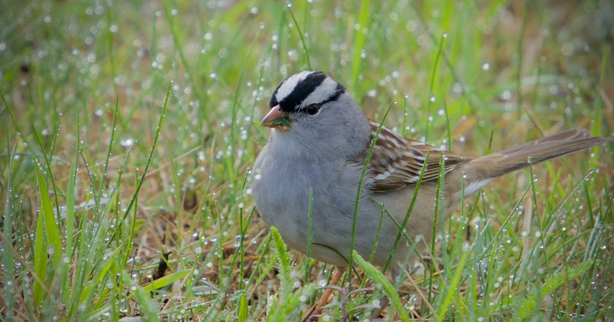 White-crowned Sparrow Zonotrichia leucophrys 
