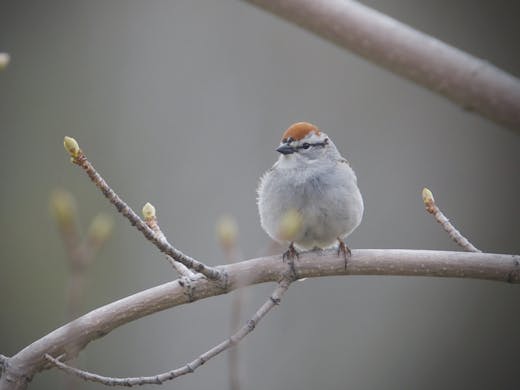 Chipping Sparrow - Tadoussac - 2018-05-20