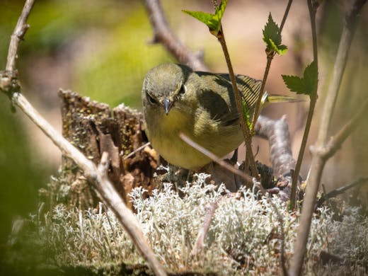 Ruby-crowned Kinglet - Tadoussac - 2018-05-20