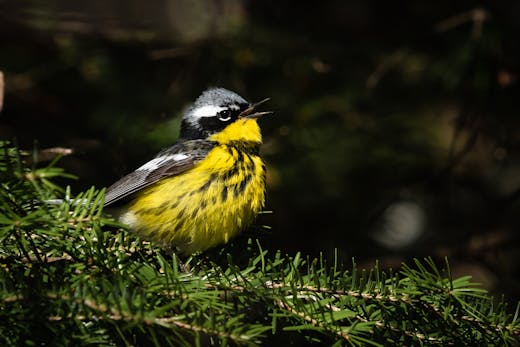 Tadoussac - 2018-05-21