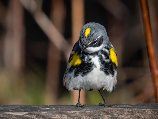 Yellow-rumped Warbler - Tadoussac - 2018-05-21