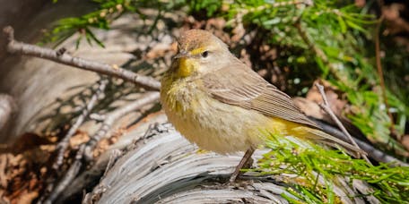 Palm Warbler - Setophaga palmarum