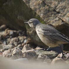 Buff-bellied Pipit (Anthus rubescens) - Tadoussac - 2018-05-22