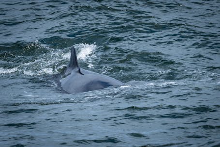 Northern Minke Whale