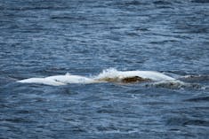 Beluga Whale (Delphinapterus leucas) - Tadoussac - 2018-05-23