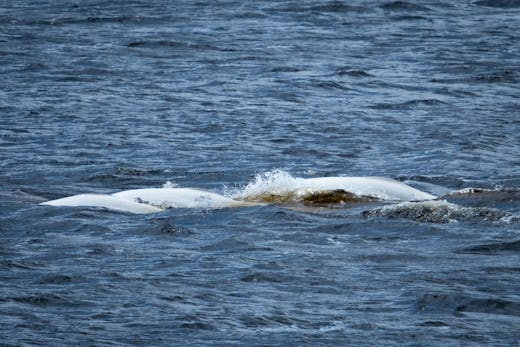 Beluga Whale - Tadoussac - 2018-05-23