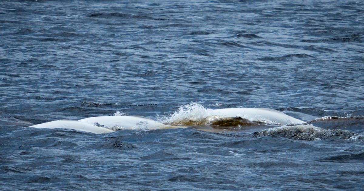 Weißwal Delphinapterus leucas 