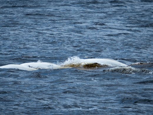 Beluga Whale (Delphinapterus leucas)