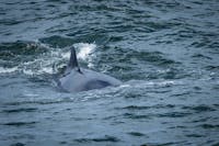 Saguenay St. Lawrence Marine Park - Northern Minke Whale (Balaenoptera acutorostrata)
