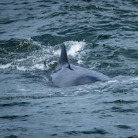 Parc marin du Saguenay-Saint-Laurent - Northern Minke Whale (Balaenoptera acutorostrata)