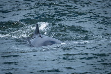 First time spotting a Northern Minke Whale