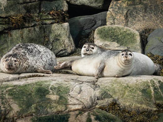 Harbor Seal - Tadoussac - 2018-05-23