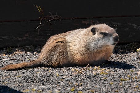 Groundhog (Marmota manox)