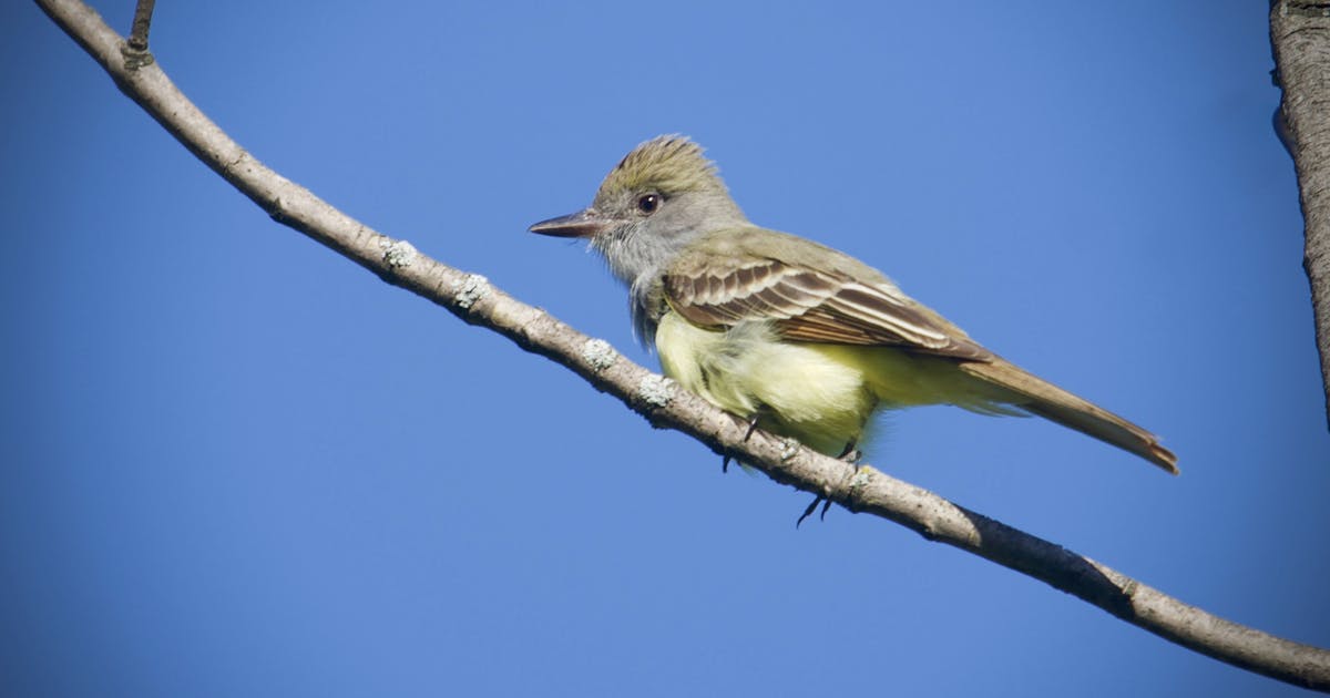 Great Crested Flycatcher Myiarchus crinitus 