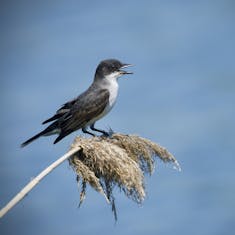 Eastern Kingbird (Tyrannus tyrannus) - Parc des Rapides - 2018-06-30