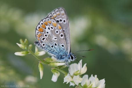 European Common Blue (Polyommattus icarus)