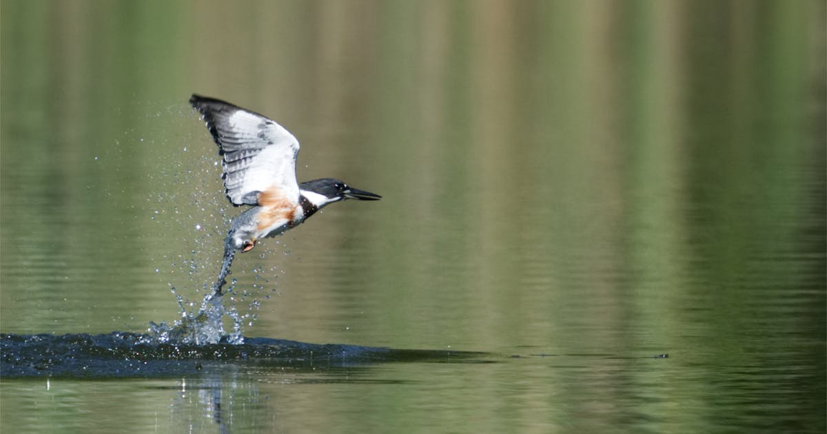 Belted Kingfisher Megaceryle alcyon 